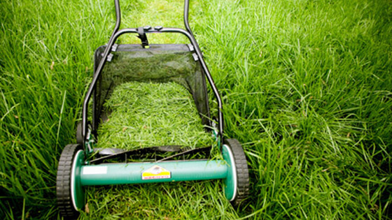 علماء يكتشفون رائحة الموت وتشبه العشب المقصوص او السمك! صورة رقم 2