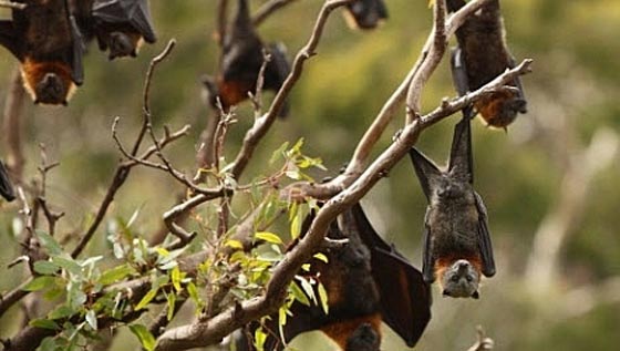 صدق او لا تصدق.. الخفافيش تُكسّب الزراعة المليارات صورة رقم 2