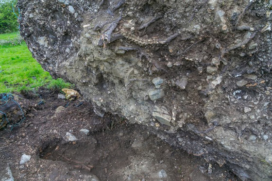 جثة رجل قتل قبل الف سنة تكشف عنها شجرة ايرلندية معمرة صورة رقم 7