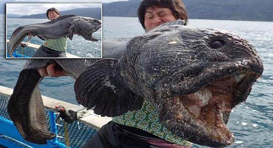 صورة ذئب البحر الضخم في قبضة صياد ياباني صورة رقم 1