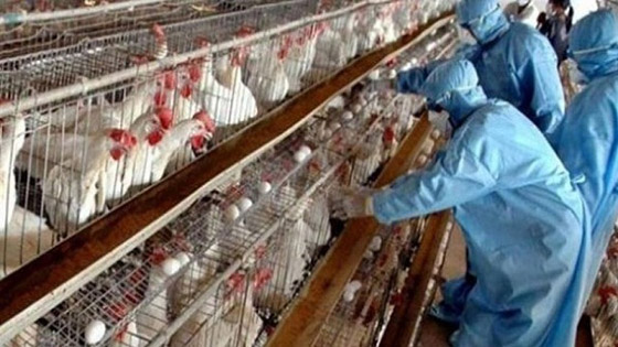 الامريكيون يعدمون ملايين الدواجن خلال يوم واحد!! صورة رقم 1 الامريكيون يعدمون ملايين الدواجن خلال يوم واحد!! صورة رقم 1