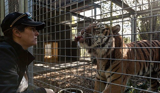 نمر هائج يهاجم حارسته في حديقة الحيوانات ويقتلها صورة رقم 1 نمر هائج يهاجم حارسته في حديقة الحيوانات ويقتلها صورة رقم 1