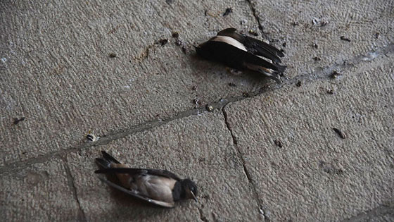 كنيسة الخبز والسمك تحظى بتعويض بعد احراق يهود لها صورة رقم 7