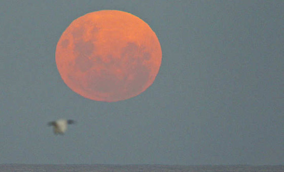 القمر العملاق يطرق ابواب سمائنا اواخر ايلول الجاري.. انتظروه  صورة رقم 4