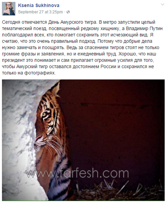 ملكة جمال روسية تدعو بوتين لايجاد مأوى دائم للنمر الاموري صورة رقم 2 ملكة جمال روسية تدعو بوتين لايجاد مأوى دائم للنمر الاموري صورة رقم 2