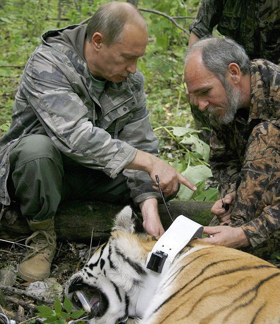 ملكة جمال روسية تدعو بوتين لايجاد مأوى دائم للنمر الاموري صورة رقم 3 ملكة جمال روسية تدعو بوتين لايجاد مأوى دائم للنمر الاموري صورة رقم 3