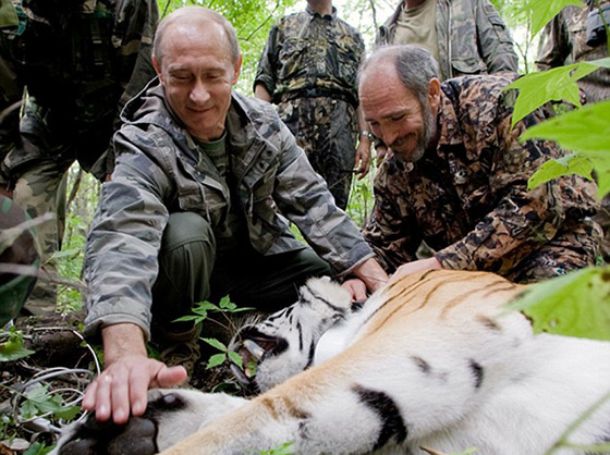 ملكة جمال روسية تدعو بوتين لايجاد مأوى دائم للنمر الاموري صورة رقم 5 ملكة جمال روسية تدعو بوتين لايجاد مأوى دائم للنمر الاموري صورة رقم 5