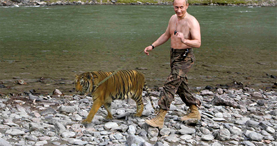 ملكة جمال روسية تدعو بوتين لايجاد مأوى دائم للنمر الاموري صورة رقم 9 ملكة جمال روسية تدعو بوتين لايجاد مأوى دائم للنمر الاموري صورة رقم 9