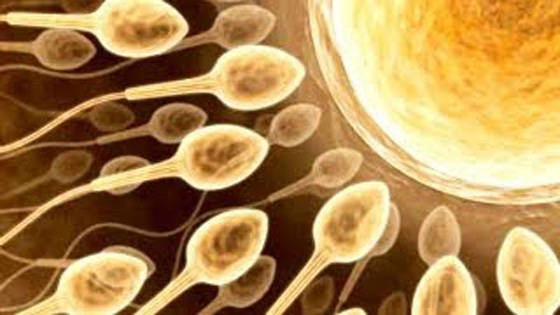 اسرائيليات يتهافتن على بنك للحيوانات المنوية رغم مخالفته للشريعة اليهودية صورة رقم 1