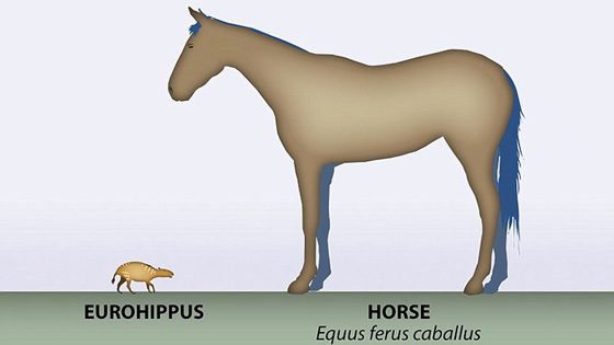 العثور على بقايا حصان تعود الى 48 مليون عام صورة رقم 3 العثور على بقايا حصان تعود الى 48 مليون عام صورة رقم 3