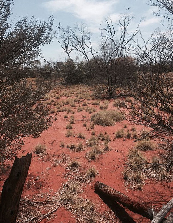 تاه في الصحراء فاعتاش اسبوعا كاملا على أكل النمل صورة رقم 1