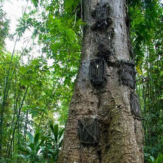  قرية اندونيسية تدفن الاطفال في جذوع الاشجار وتوقظ موتاها كل 3 سنوات صورة رقم 1