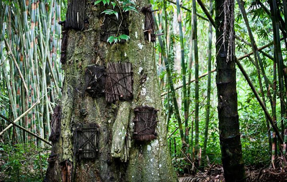  قرية اندونيسية تدفن الاطفال في جذوع الاشجار وتوقظ موتاها كل 3 سنوات صورة رقم 2