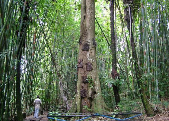  قرية اندونيسية تدفن الاطفال في جذوع الاشجار وتوقظ موتاها كل 3 سنوات صورة رقم 3