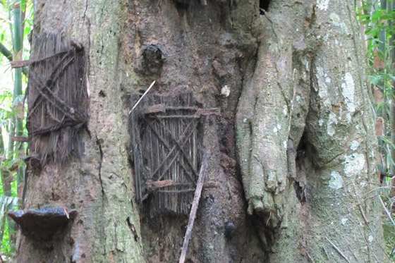  قرية اندونيسية تدفن الاطفال في جذوع الاشجار وتوقظ موتاها كل 3 سنوات صورة رقم 4