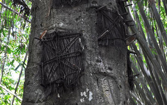  قرية اندونيسية تدفن الاطفال في جذوع الاشجار وتوقظ موتاها كل 3 سنوات صورة رقم 5
