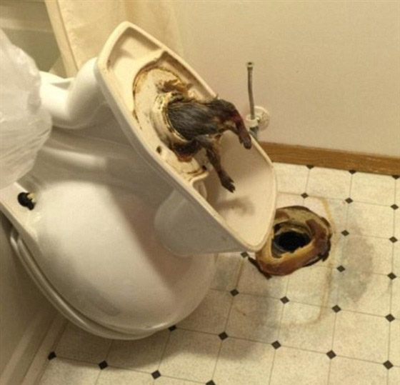 مقزز.. صورة لفأر ضخم علق في مرحاض فندق بامريكا صورة رقم 1 مقزز.. صورة لفأر ضخم علق في مرحاض فندق بامريكا صورة رقم 1