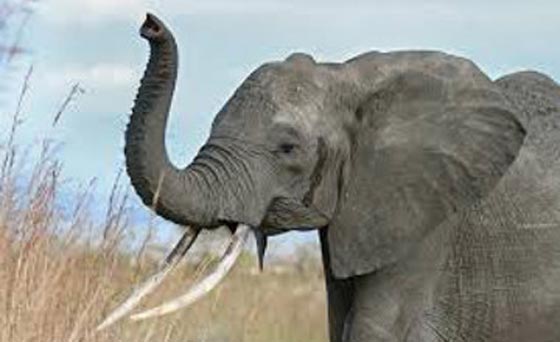 جريمة.. صياد الماني يقتل اكبر فيل منذ عقود في زيمبابوي صورة رقم 2 جريمة.. صياد الماني يقتل اكبر فيل منذ عقود في زيمبابوي صورة رقم 2