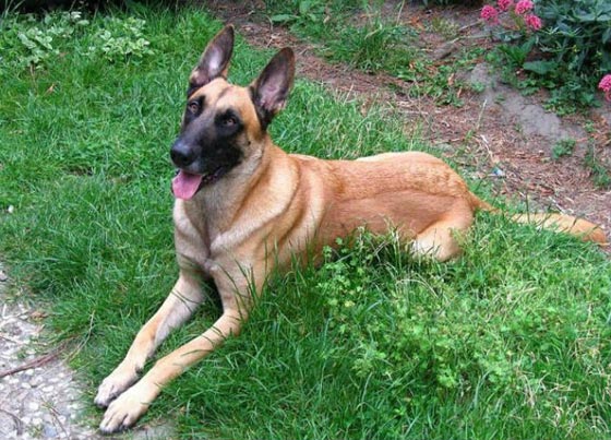  لا يصدق.. كلب يطلق النار على صاحبته ويصيبها بجروح صورة رقم 2