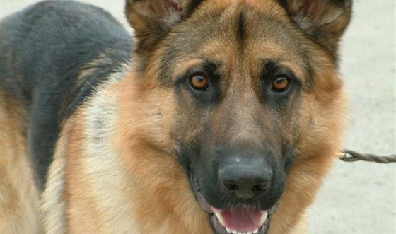  لا يصدق.. كلب يطلق النار على صاحبته ويصيبها بجروح صورة رقم 1