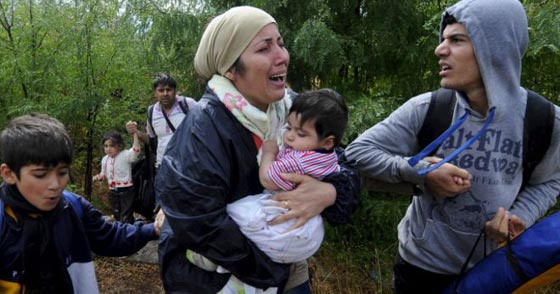 الدببة والذئاب السويدية تدفع عشرات اللاجئين لطلب العودة الى المانيا صورة رقم 3