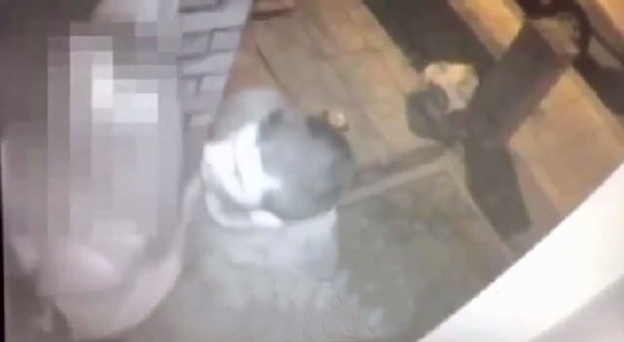 لحظات مرعبة..شاهد كيف انقض مجهول على شابة بريطانية غافلة صورة رقم 3