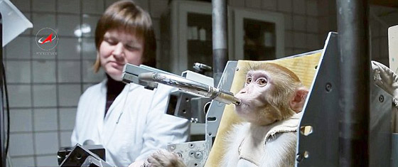 قرود روسية تستعد لاقتحام الفضاء.. في رحلة فريدة الى المريخ صورة رقم 1 قرود روسية تستعد لاقتحام الفضاء.. في رحلة فريدة الى المريخ صورة رقم 1