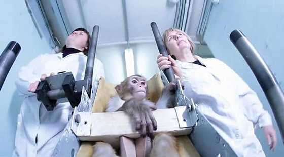 قرود روسية تستعد لاقتحام الفضاء.. في رحلة فريدة الى المريخ صورة رقم 3 قرود روسية تستعد لاقتحام الفضاء.. في رحلة فريدة الى المريخ صورة رقم 3