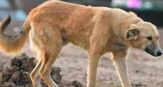 وزير اسرائيلي يقترح ترحيل الكلاب والقطط الضالة ويثير موجة غضب صورة رقم 12