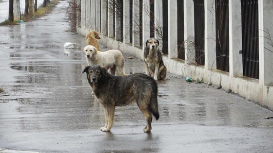 وزير اسرائيلي يقترح ترحيل الكلاب والقطط الضالة ويثير موجة غضب صورة رقم 11