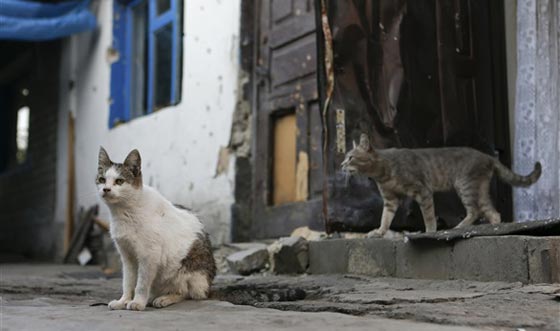 وزير اسرائيلي يقترح ترحيل الكلاب والقطط الضالة ويثير موجة غضب صورة رقم 8
