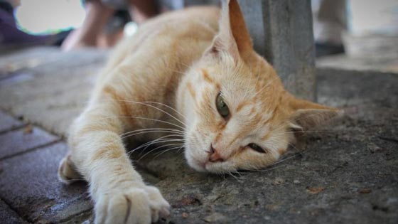 وزير اسرائيلي يقترح ترحيل الكلاب والقطط الضالة ويثير موجة غضب صورة رقم 9