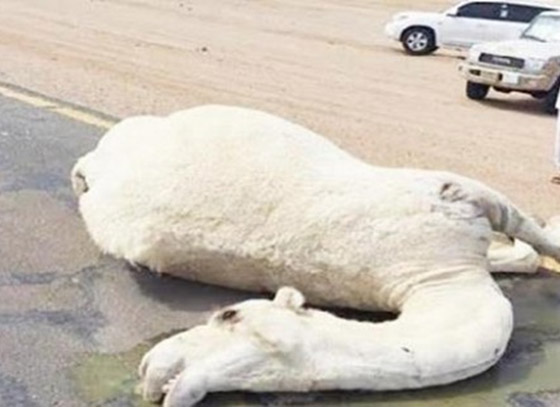 سعودي يدهس ناقة ثمنها مليون ريال وصاحبها يحاول قتل السائق صورة رقم 3 سعودي يدهس ناقة ثمنها مليون ريال وصاحبها يحاول قتل السائق صورة رقم 3