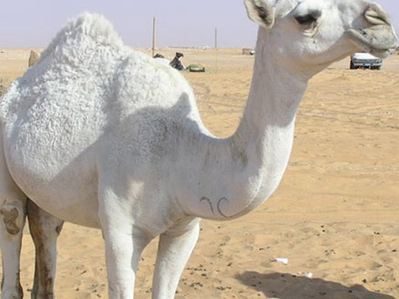 سعودي يدهس ناقة ثمنها مليون ريال وصاحبها يحاول قتل السائق صورة رقم 2 سعودي يدهس ناقة ثمنها مليون ريال وصاحبها يحاول قتل السائق صورة رقم 2