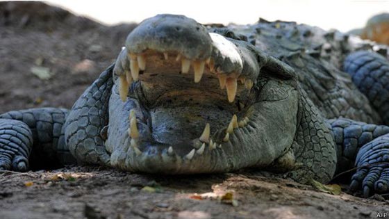 الاستعانة بتماسيح لحراسة سجن يأوي تجار مخدرات في اندونيسيا صورة رقم 1