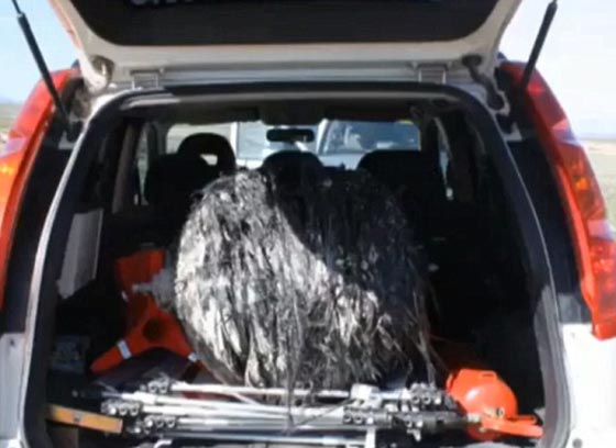 فيديو وصور لجسمين غريبين سقطا من الفضاء على قرية اسبانية صورة رقم 5