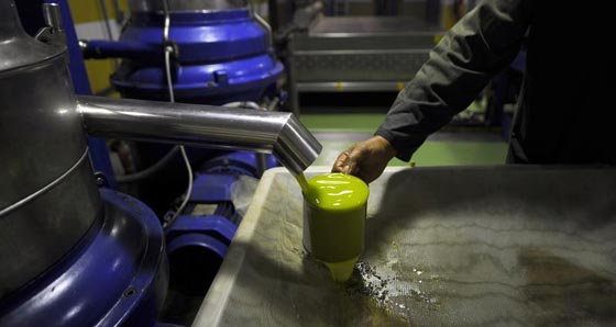 فضيحة.. منتجو زيت الزيتون في ايطاليا يبيعونه على انه نقي وهو مغشوش!! صورة رقم 2