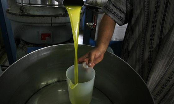 فضيحة.. منتجو زيت الزيتون في ايطاليا يبيعونه على انه نقي وهو مغشوش!! صورة رقم 3