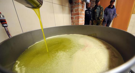 فضيحة.. منتجو زيت الزيتون في ايطاليا يبيعونه على انه نقي وهو مغشوش!! صورة رقم 1