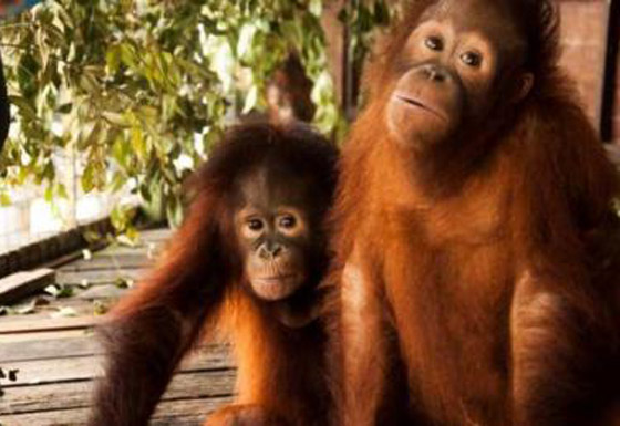 تايلاند تعيد 14 من القرود المهربة الى اندونيسيا احد القرود قضم اصابع ضابط صورة رقم 1 تايلاند تعيد 14 من القرود المهربة الى اندونيسيا احد القرود قضم اصابع ضابط صورة رقم 1