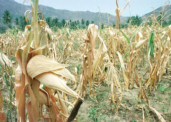 ظاهرة النينو تنذر بجفاف وعواصف وفيضانات لا سابق لها صورة رقم 5 ظاهرة النينو تنذر بجفاف وعواصف وفيضانات لا سابق لها صورة رقم 5