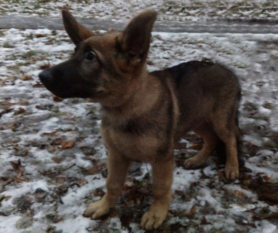 كلاب حققت بطولات في انقاذ البشر على مر العصور وتم تخليد ذكراها صورة رقم 2 كلاب حققت بطولات في انقاذ البشر على مر العصور وتم تخليد ذكراها صورة رقم 2