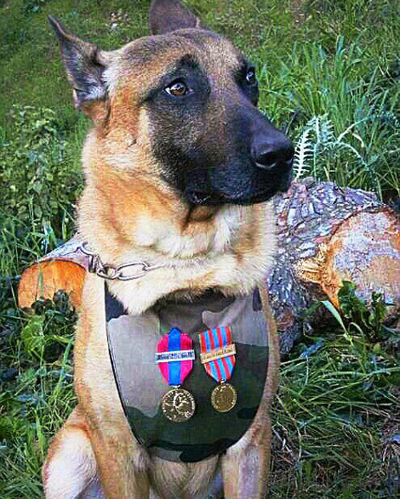 كلاب حققت بطولات في انقاذ البشر على مر العصور وتم تخليد ذكراها صورة رقم 1 كلاب حققت بطولات في انقاذ البشر على مر العصور وتم تخليد ذكراها صورة رقم 1