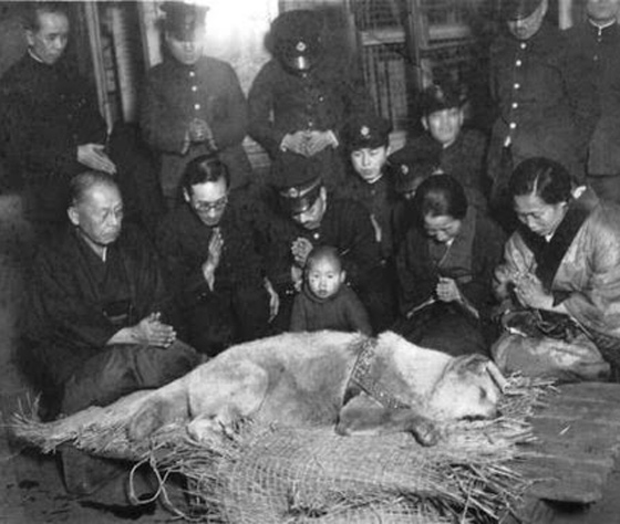 كلاب حققت بطولات في انقاذ البشر على مر العصور وتم تخليد ذكراها صورة رقم 7 كلاب حققت بطولات في انقاذ البشر على مر العصور وتم تخليد ذكراها صورة رقم 7