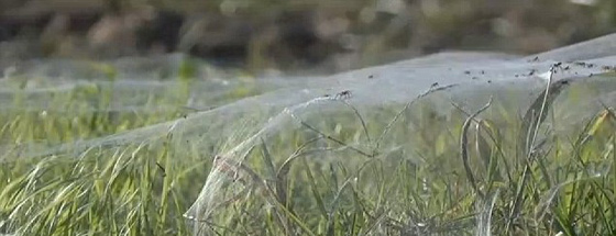 العناكب تغزو ضاحية امريكية بالآلاف.. شاهد بالفيديو والصور صورة رقم 1 العناكب تغزو ضاحية امريكية بالآلاف.. شاهد بالفيديو والصور صورة رقم 1