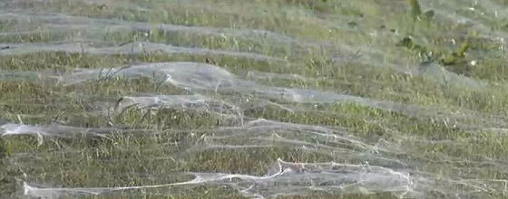 العناكب تغزو ضاحية امريكية بالآلاف.. شاهد بالفيديو والصور صورة رقم 3 العناكب تغزو ضاحية امريكية بالآلاف.. شاهد بالفيديو والصور صورة رقم 3