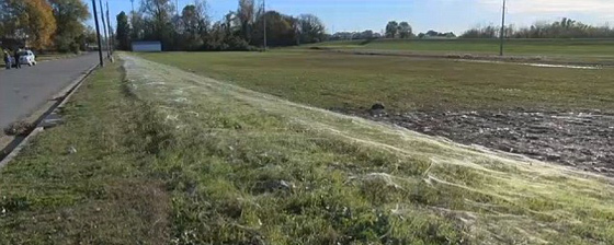 العناكب تغزو ضاحية امريكية بالآلاف.. شاهد بالفيديو والصور صورة رقم 4 العناكب تغزو ضاحية امريكية بالآلاف.. شاهد بالفيديو والصور صورة رقم 4