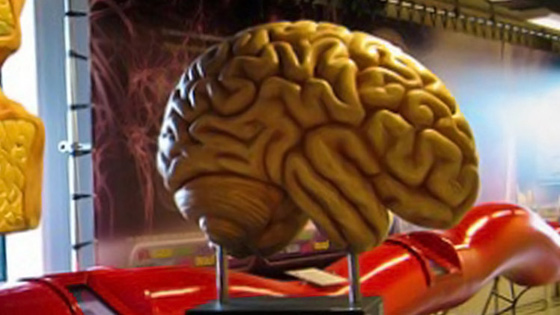 الاقامة الجبرية لامريكي سرق ادمغة بشرية من متحف صورة رقم 3 الاقامة الجبرية لامريكي سرق ادمغة بشرية من متحف صورة رقم 3