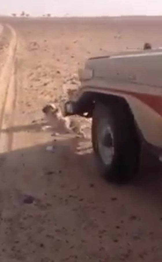 فيديو مؤلم.. شباب يتلذذون بتعذيب كلب بسيارتهم صورة رقم 1 فيديو مؤلم.. شباب يتلذذون بتعذيب كلب بسيارتهم صورة رقم 1