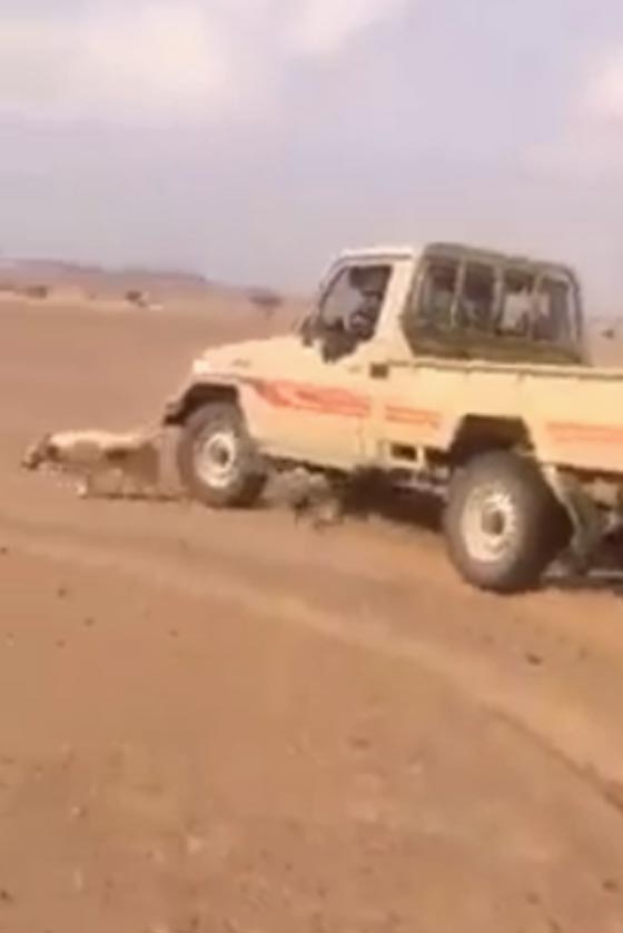 فيديو مؤلم.. شباب يتلذذون بتعذيب كلب بسيارتهم صورة رقم 2 فيديو مؤلم.. شباب يتلذذون بتعذيب كلب بسيارتهم صورة رقم 2